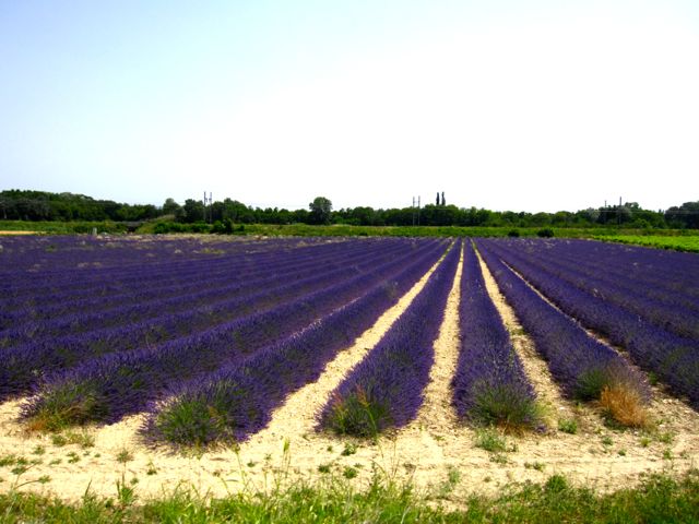 lavendel