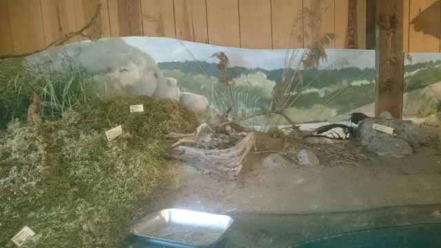 wp-1438632213195 image