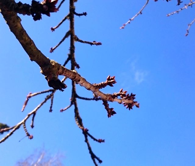 thumb_2016-02-07 11.48.32_1024